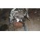 Fiat Albea (2003) Motor 188A5000